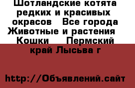 Шотландские котята редких и красивых  окрасов - Все города Животные и растения » Кошки   . Пермский край,Лысьва г.